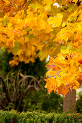 Yellow autumn maple leaves hang over brown hedge against blurred background