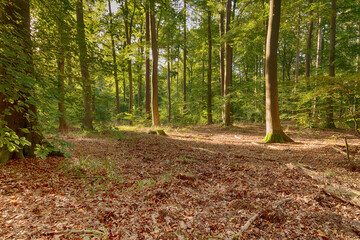 Im herbstlichen Wald
