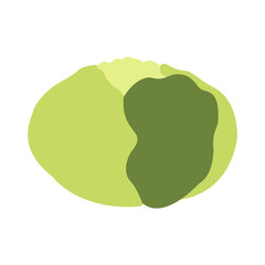 Fresh Cabbage Vegetable Vector, Green leaf, Flat Icon