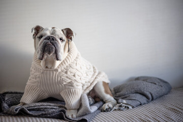 bulldog on a bed