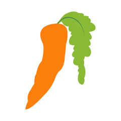 Fresh carrot vector with flat illustration.