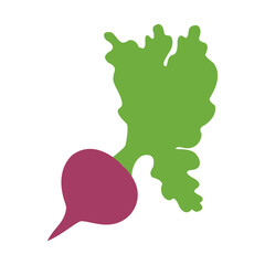 Fresh beet with leaf. Natural Root. Vegetable Ingredient for food