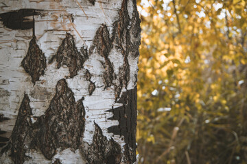 bark tree texture in the forest