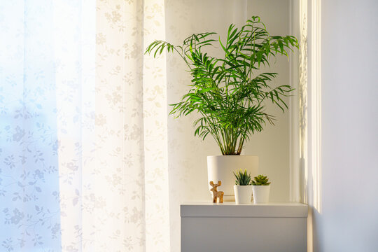 Beautiful flower palm Chamaedorea in pot on shelf of rack in apartment in light of setting sun, hard shadows on wall from rays of sunlight, white Scandinavian home interior. Cozy atmosphere