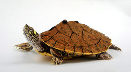 Ouachita map turtle // Ouachita-Höckerschildkröte (Graptemys ouachitensis / Graptemys pseudogeographica ouachitensis)