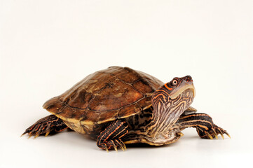 Mississippi Höckerschildkröte // False map turtle, Mississippi Map Turtle  (Graptemys kohnii)