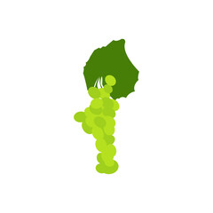 Flat Green Grape Vector Illustration isolated on white background
