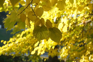 yellow maple leaves in autumn for background