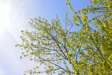 leaves against blue sky, tree