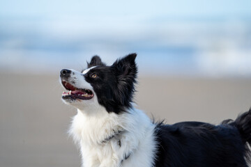 Border collie dog running in the blue water and enjoying the sun at the sand beach. Dog having fun at sea in summer.