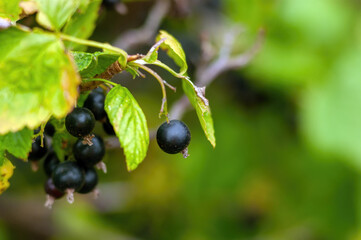 blackcurrant berries on a branch in the garden