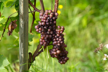 Reddish bunch of grapes at Munot vineyard at Cit of Schaffhausen. Photo taken September 25th, 2021, Zürich, Switzerland.