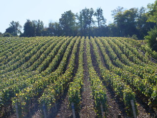 Fototapeta na wymiar The vineyards are located between the Beine village and the town of Chablis. The 16th October 2021, Burgundy, France.