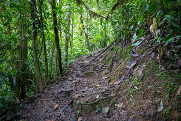 Trail Hiking Trail in the Jungle of Costa Rica
