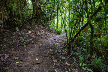 Trail Hiking Trail in the Jungle of Costa Rica