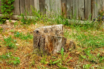 the grass grew through the stump