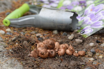 Crocus bulbs  ready to plant and bulb planter, autumn planting flower bulbs in the garden, crocus...