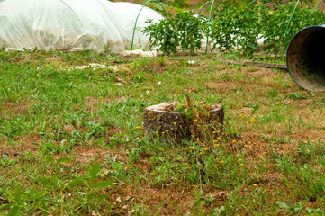 the grass grew through the stump