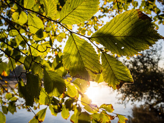 colorful backlit green and golden leaves in autumn.