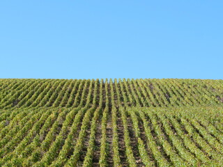 The vineyards are located between the Beine village and the town of Chablis. The 16th October 2021, Burgundy, France.