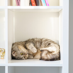 Scottish Straight tabby cat with big eyes is lying on shelf, cat is in closed confined space, a large box or box. Beautiful fluffy pet on a white background in room of house.