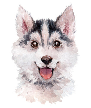 Adorable hand drawn watercolor illustration of beautiful husky dog portrait isolated on white background. For cards, posters, prints.