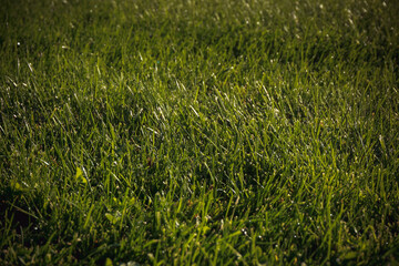 green grass background
