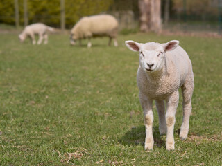 Obraz premium Portrait of a lamb of a Flemish white sheep