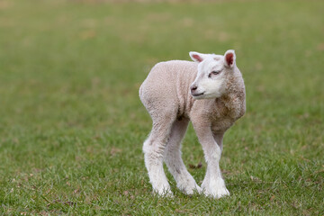 Fototapeta premium Portrait of a lamb of a Flemish white sheep