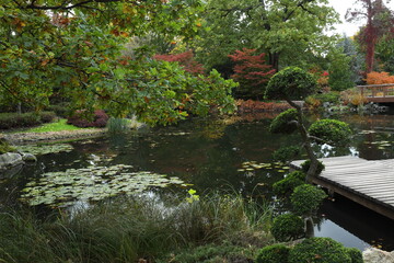 Fototapeta na wymiar jesień, ogród, park, klon palmowy, ogród japoński