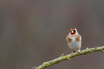 European Goldfinch Carduelis carduelis perched on a twig