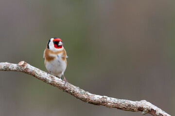 European Goldfinch Carduelis carduelis perched on a twig