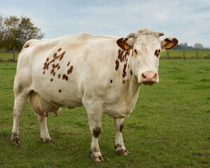 Naklejka na ściany i meble Brown white milk cow in meadow