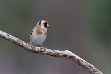 European Goldfinch Carduelis carduelis perched on a twig