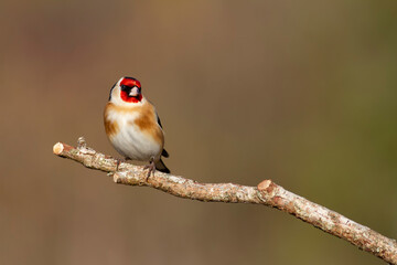 European Goldfinch Carduelis carduelis perched on a twig