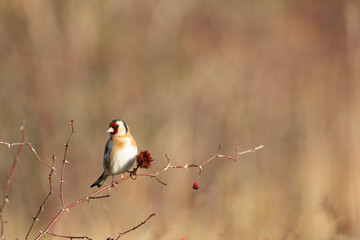 European Goldfinch Carduelis carduelis perched on a twig
