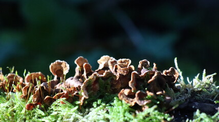 mushrooms in the forest