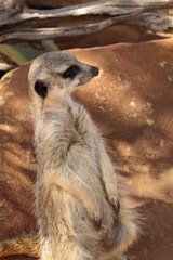 meerkat on the lookout
