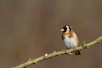 European Goldfinch Carduelis carduelis perched on a twig