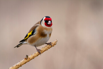European Goldfinch Carduelis carduelis perched on a twig