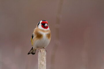 European Goldfinch Carduelis carduelis perched on a twig
