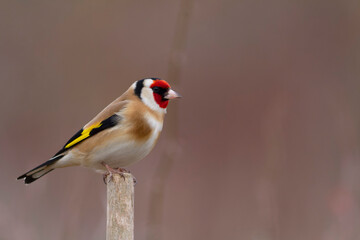 European Goldfinch Carduelis carduelis perched on a twig