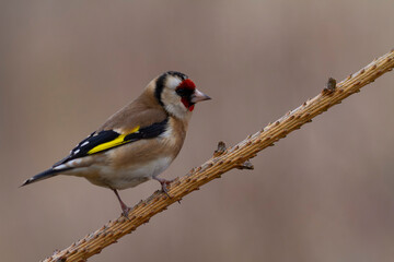 European Goldfinch Carduelis carduelis perched on a twig