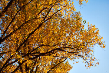 Autumn tree branches with yellowed leaves