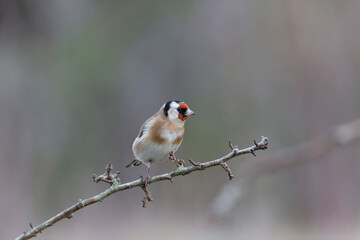 European Goldfinch Carduelis carduelis perched on a twig