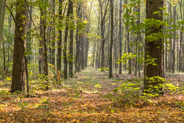 Endless road through the forest, Kampinos National Park (Kampinoski Park Narodowy), Mazovia, Poland