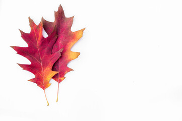 Kolorowe liście dębu czerwonego na białym tle. Jesień, październik. - obrazy, fototapety, plakaty