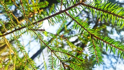 fir branch