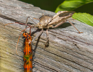 Adult wild wheel bug - Arilus cristatus - a beneficial assassin bug that preys on pest insects, eating a gulf fritillary butterfly caterpillar