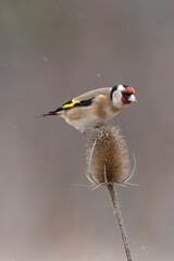 European Goldfinch Carduelis carduelis perched on a twig